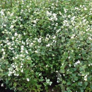 Snowberry Symphoricarpos albus plant, 1-2 year old bare root image 1