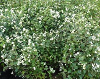 Planta Snowberry (Symphoricarpos albus), raíz desnuda de 1-2 años