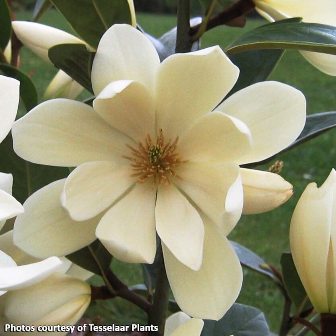 Fairy Magnolia® Cream magnolia Hybrid 4 Inch Pot Size Etsy