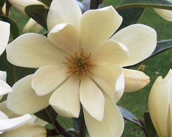 May include: A close-up of a white magnolia flower with a yellow center. The flower has multiple petals and is in full bloom.