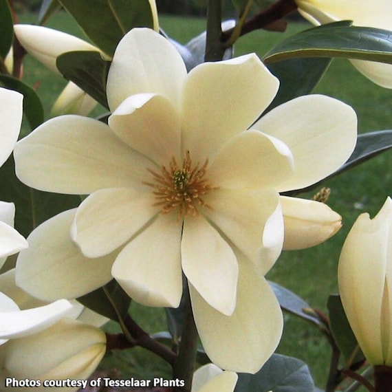 Fairy Magnolia® Cream (Magnolia hybrid) 4 inch pot size - Etsy 日本