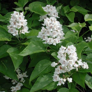 Catalpa speciosa , 1-2 year old ,Northern catalpa, Cigar tree, Indian bean, sent with roots wrapped, no leaves. image 9