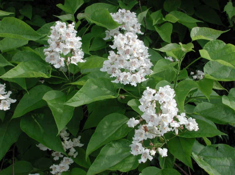 Catalpa speciosa , 1-2 year old ,Northern catalpa, Cigar tree, Indian bean, sent with roots wrapped, no leaves. image 9