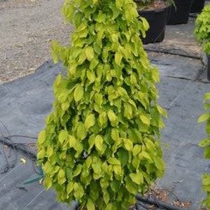 May include: A vibrant green tree with dense foliage, shaped in a conical form, is potted in a black container. The leaves are a bright, yellowish-green, creating a lush appearance. The tree is set against a backdrop of other potted plants.