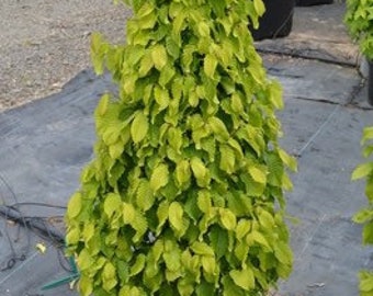 Carpinus betulus ‘Columnaris Nana’ grafted 1 year old plant bare root