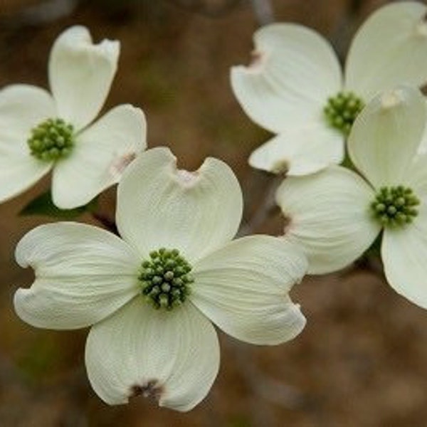 Flowering Dogwood Cornus Florida 2 year old 18-24 inches tall, well rooted