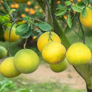 May include: Close-up of a tree branch laden with ripe, round citrus fruits. The fruits vary in color from green to yellow, with some showing a slight gradient. The leaves are a vibrant green, and the background is blurred, suggesting a natural outdoor setting.