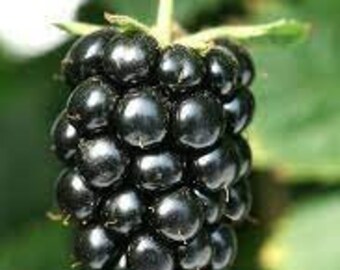 May include: A close-up of a ripe, black blackberry hanging from a branch. The blackberry is plump and juicy, with a glossy finish.