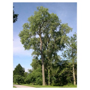 Álamo de Virginia (Populus fremontii), planta en maceta de 90 a 120 cm de altura, saludable, con raíces fuertes y con sombra.