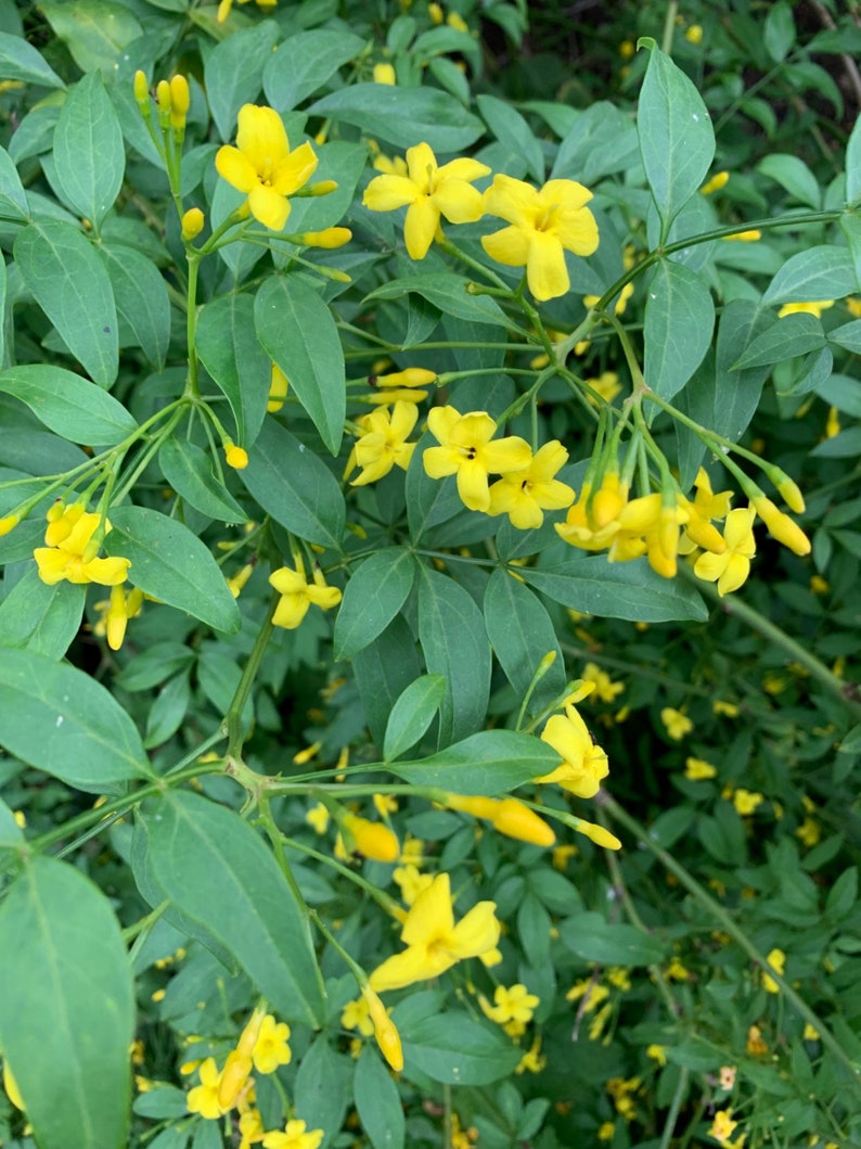 MightyoaktreeNursery Jasmine Revolutum - Thumbnail 2