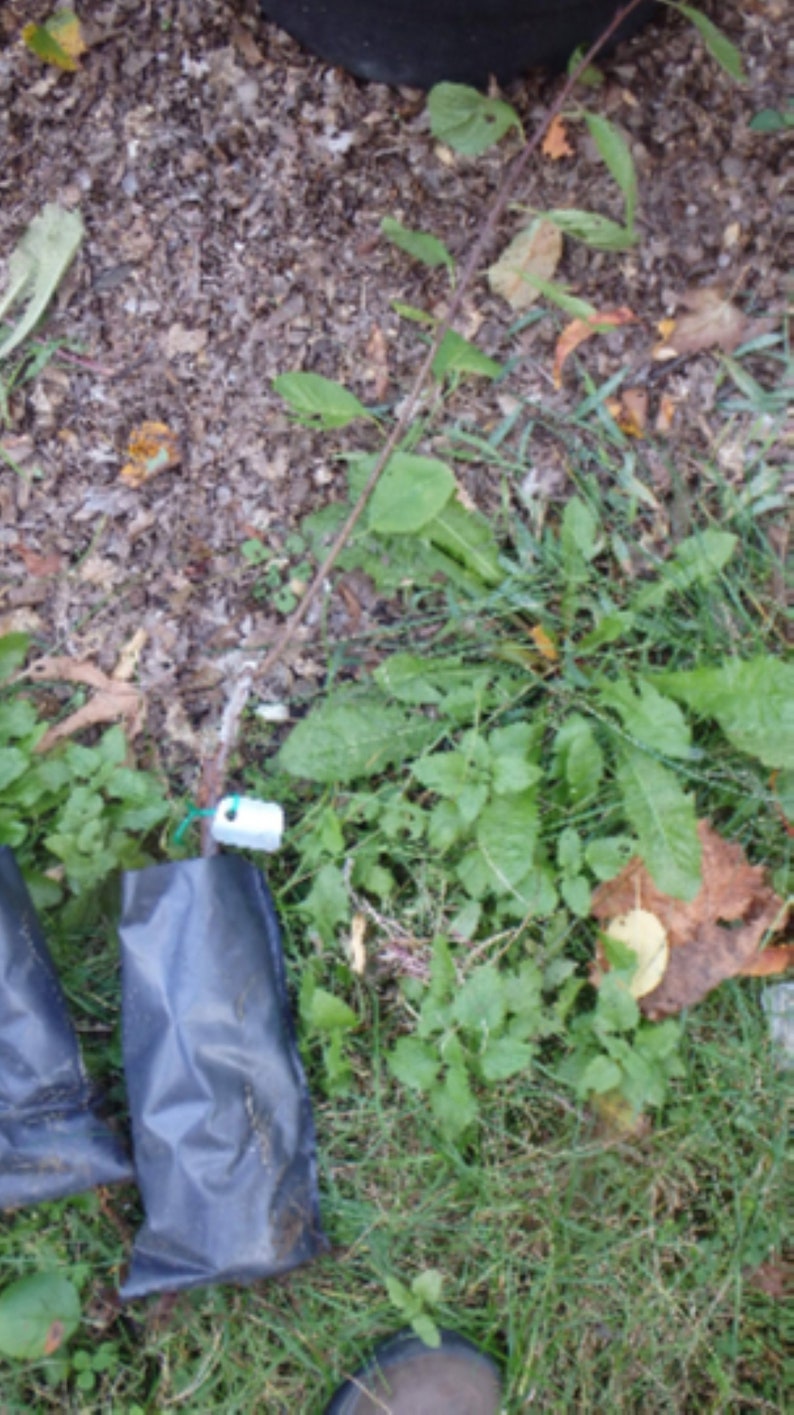 deals promos Chinese Apricot Mormon grafted 1 year old