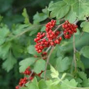 Fragrant Sumac 6-12” Tall (rhus Aromatic) 1-2 Year Old Plant, Well