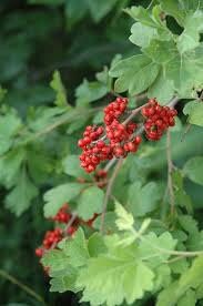 Fragrant Sumac 6-12” Tall (rhus Aromatic) 1-2 Year Old Plant, Well