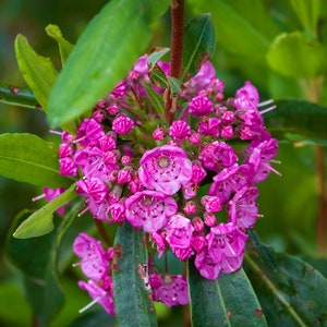 Northern Sheep Laurel, 2 year old plant 12-18 inches tall, potted