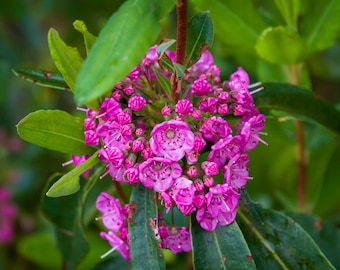 Northern Sheep Laurel, 2 year old plant 12-18 inches tall, potted