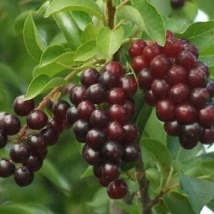 6-12” tall Chokecherry Prunus virginiana, 1 year old bare root plant