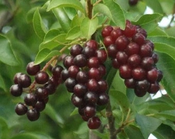 2 year old bare root plant Chokecherry (Prunus virginiana), 1-2 ft. tall