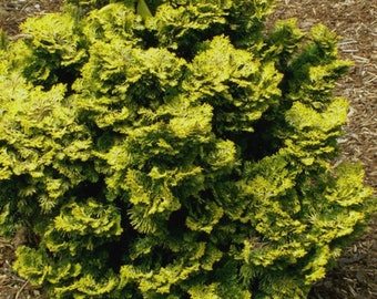 Golden Dwarf Hinoki Cypress - Chamaecyparis obtusa ‘Nana Lutea’ - 1 Gallon Pot