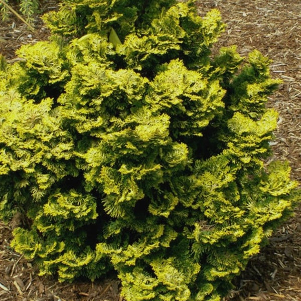 Golden Dwarf Hinoki Cypress - Chamaecyparis obtusa ‘Nana Lutea’ - 1 Gallon Pot