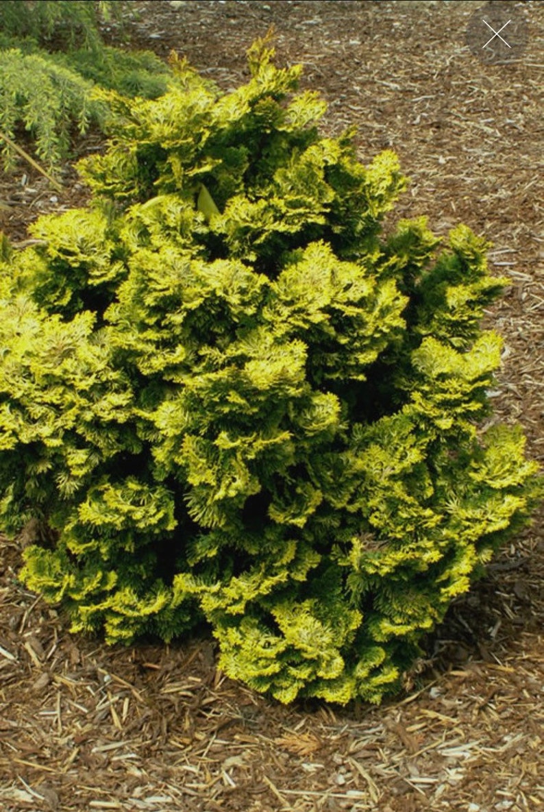 Golden Dwarf Hinoki Cypress Chamaecyparis obtusa Nana Lutea 1 Gallon Pot image 1