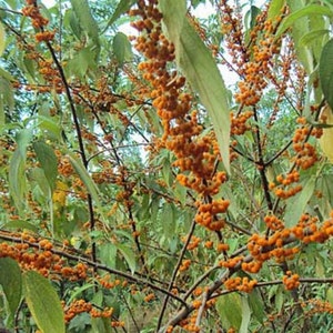 May include: A close-up of a tree branch with clusters of small, bright orange berries. The berries are densely packed together and hang from the branches in bunches. The leaves of the tree are green and provide a contrasting background to the vibrant orange berries.