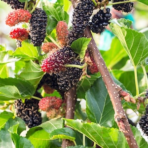 Puede incluir: Primer plano de una rama de morera con moras negras y rojas maduras. Las moras crecen en racimos en la rama, que está rodeada de hojas verdes.