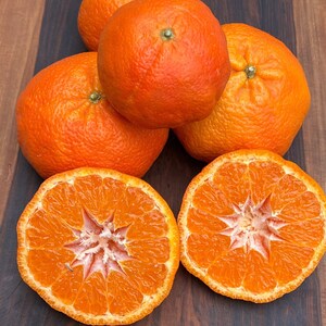 Owari Satsuma Mandarin Semi-Dwarf