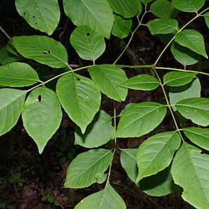 Puede incluir: Primer plano de una rama de hojas verdes con algunos agujeros.