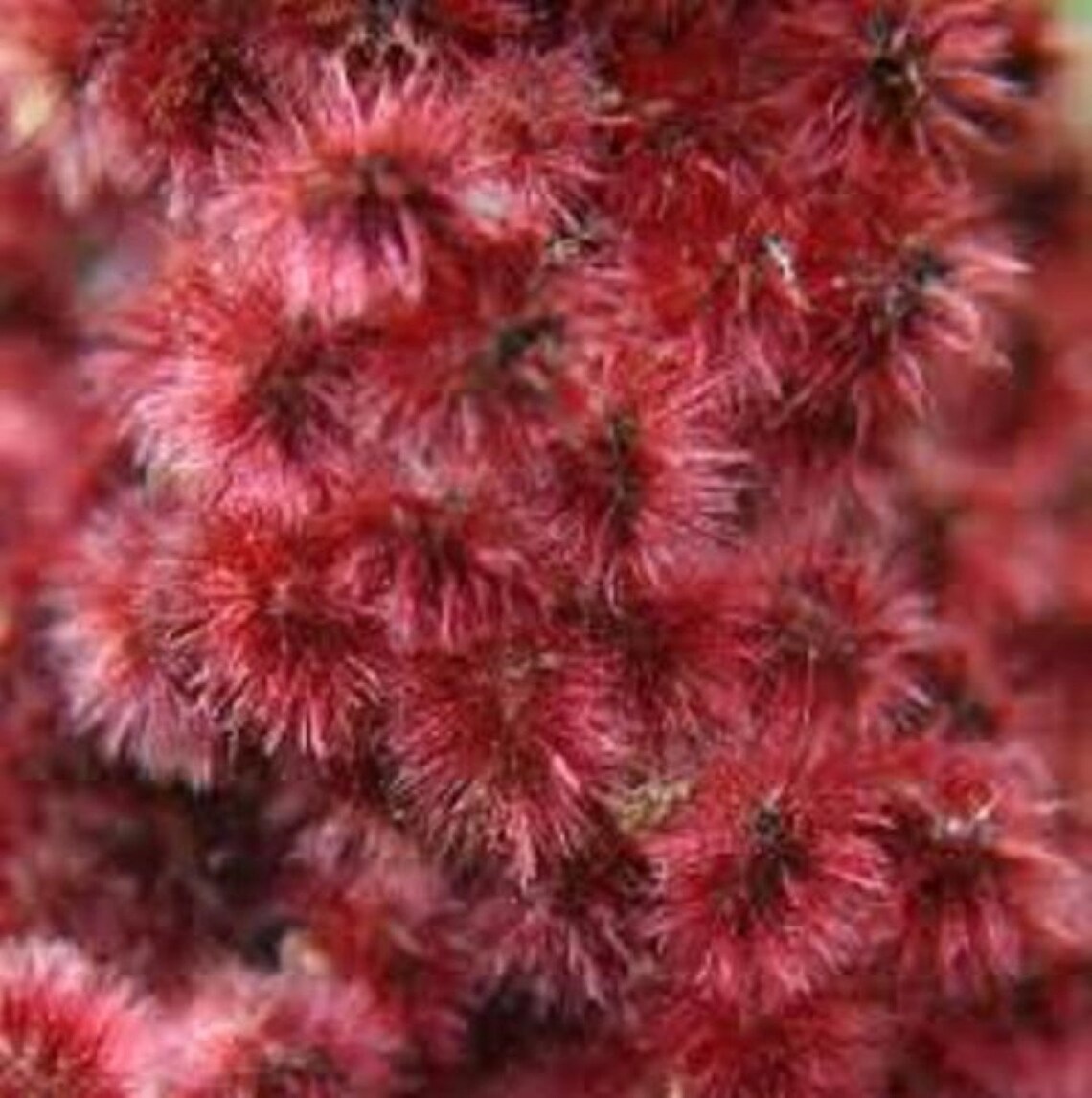 Staghorn Sumac 1 Year Old Pink Lemonade Plant Bare Root Etsy