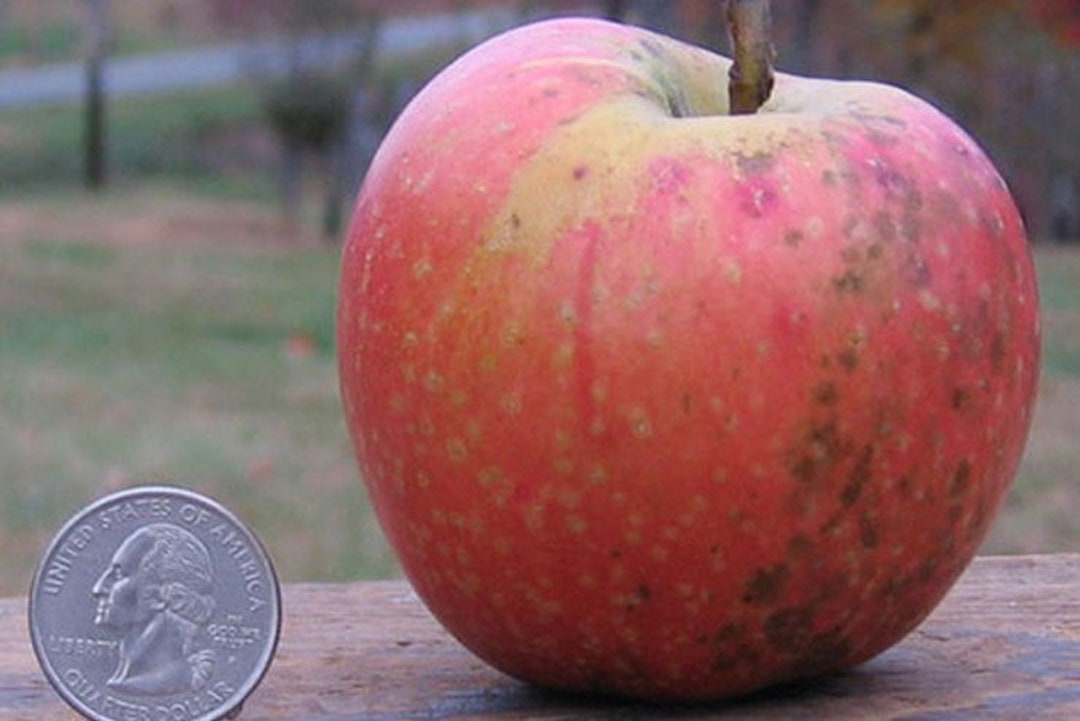 Spitzenberg Apple Tree Grafted 5x5x12 Inches Pot Size 1 Year Old Etsy