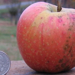 Spitzenberg Apple tree grafted 5x5x12 inches pot size 1 year old