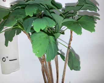 6+ ginkgo biloba plants 1 year old