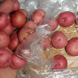 May include: A collection of small, round red potatoes, some still in a clear plastic bag. The potatoes have a smooth skin and vary slightly in size. The image is a close-up, showing the texture and color of the potatoes.