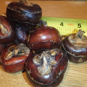 CHINESE WATER CHESTNUTS 8 bulbs Eleocharis dulcis, edible, extremely rare image 4