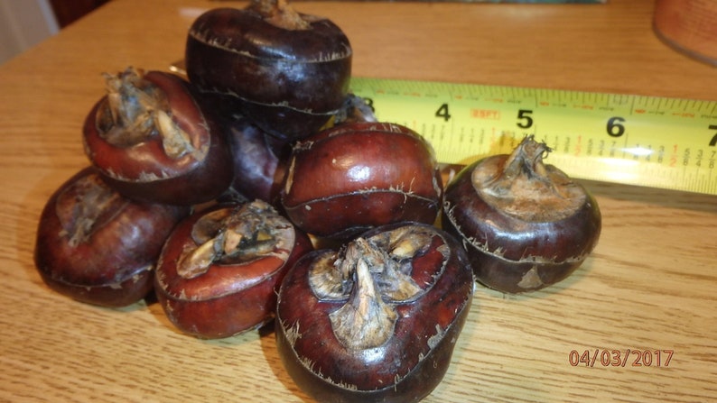 CHINESE WATER CHESTNUTS 8 bulbs Eleocharis dulcis, edible, extremely rare image 4
