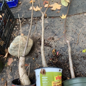 Catalpa speciosa , 3-4 year old  stubby bonsai,Northern catalpa, Cigar tree, Indian bean,