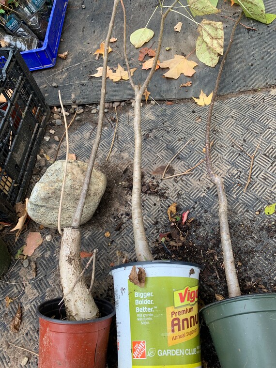 Catalpa Speciosa , 3-4 Year Old Stubby Bonsai,northern Catalpa, Cigar Tree,  Indian Bean, - Etsy Canada