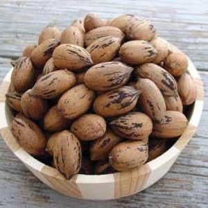 Pawnee Pecan Tree 4-5 ft, Grafted, Over sized, Bare root, Not for CA, January-April