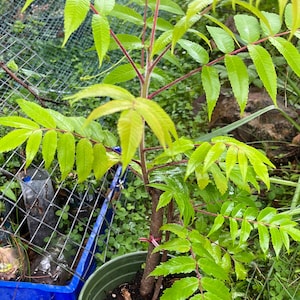 Puede incluir: Un árbol joven en una maceta verde con hojas verdes vibrantes y tallos rojizos. La planta está en una maceta verde con la palabra "NROVIA" visible. El fondo incluye una valla de alambre y otra vegetación.