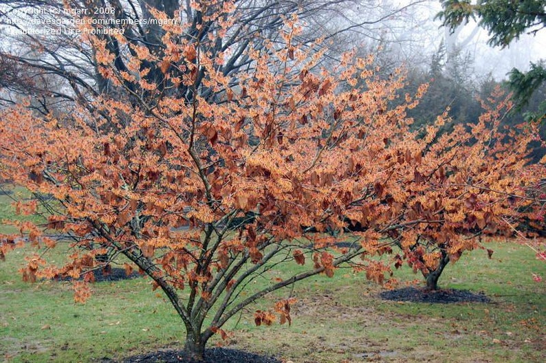 Hamamelis intermedia Jelena, 1 year old plant, grafted image 3