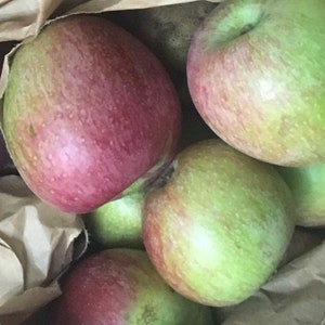 Hauer Pippin Apple tree grafted 5x5x12 inches pot size 1 year old