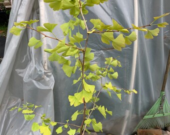 Ginkgo #6, exact plant, 4 year old. Shipped with roots wrapped. No soil.