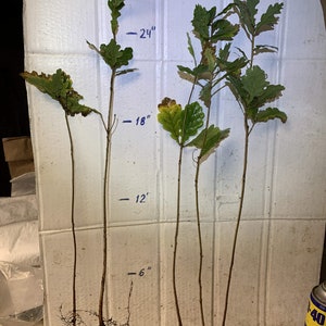 2 ans 3 plantes Quercus robur Fastigiata , Chêne anglais colonnaire, racine nue, dormant image 6