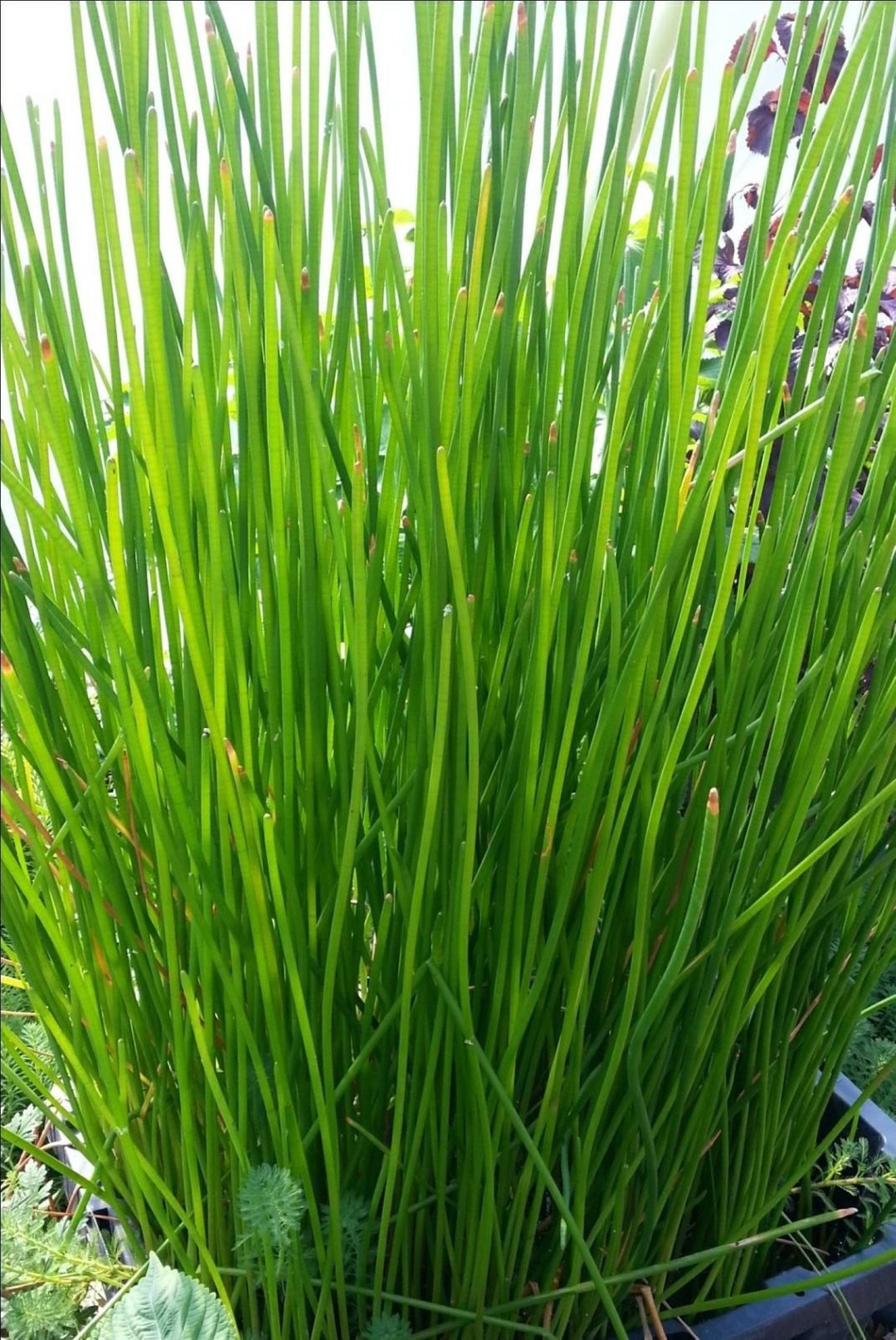 CHINESE WATER CHESTNUTS 16 Bulbs eleocharis Dulcis, Sweet, Edible Etsy