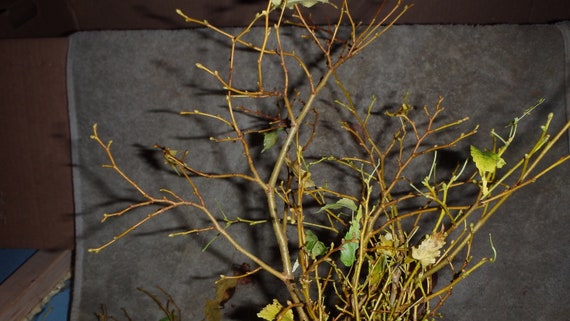 dwarf rooted little leaf Linden 1 year old Tilia Cordata Lico dwarf rooted little leaf Linden 1 year old Tilia Cordata Lico