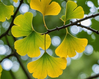 Ginkgo Biloba plant, 2-3 year old, oldest tree in the world. Split leaf. Bare root