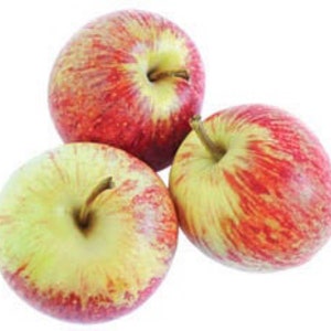 Gravenstein Apple tree grafted 5x5x12 inches pot size 1 year old