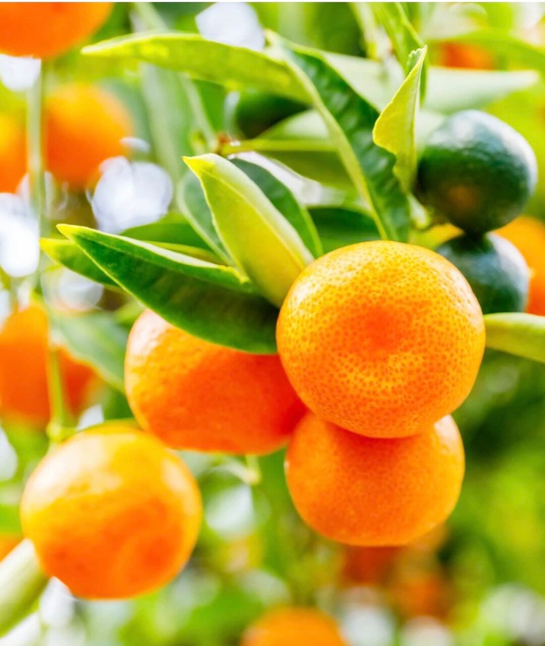 California Only! Calamondin Calamansi Semi-dwarf Tree, 36-48" Tall, Grafted  - Etsy