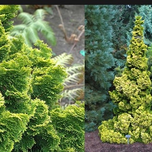 Golden Dwarf Hinoki Cypress Chamaecyparis obtusa Nana Lutea 1 Gallon Pot image 2