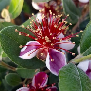 May include: Close-up of a feijoa flower with vibrant red stamens and white and purple petals. The flower is surrounded by green leaves, creating a natural and colorful composition. The flower's center is a deep red, contrasting with the lighter petals.